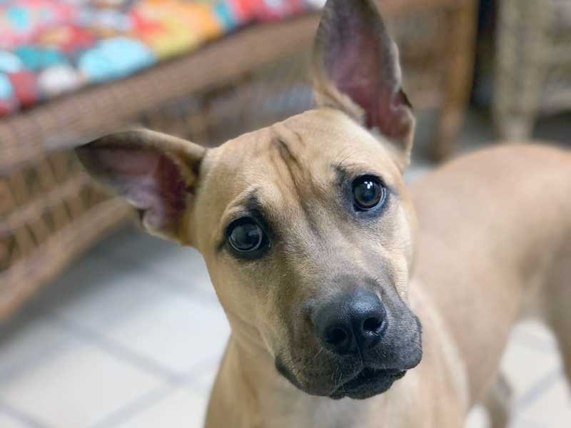 Punta Gorda Animal Hospital Policies